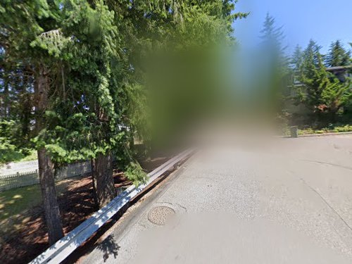Residential street and evergreen canopy near the home